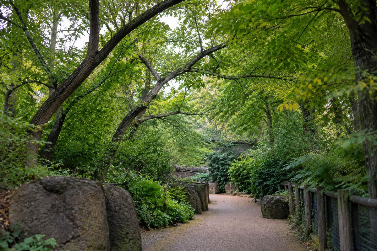 Leafy branches over a garden walkway